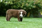 BORDER COLLIE 1237